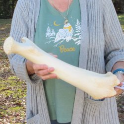 B-Grade 17" Giraffe Humerus Leg Bone 