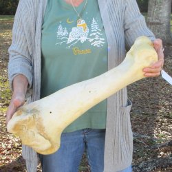 22" Giraffe Humerus Leg Bone 