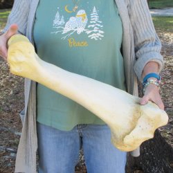 22" Giraffe Humerus Leg Bone 