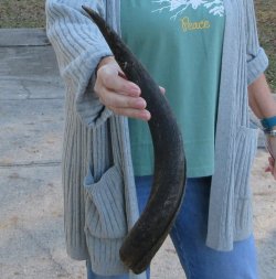 B-Grade Kudu horn 21 inches 