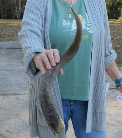 B-Grade Kudu horn 23 inches 