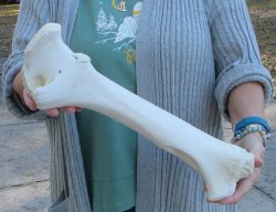 B-Grade Giraffe Femur Leg Bone 16 inch