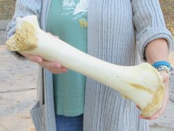 B-Grade Giraffe Femur Leg Bone 17 inch