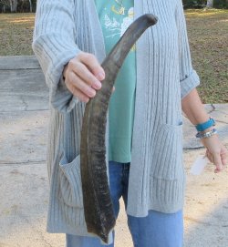 B-Grade 21 inch Nyala Horn 