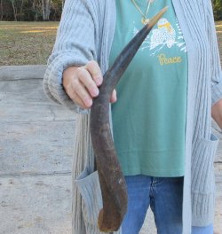 B-Grade 23 inch Nyala Horn 