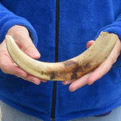 10" Ivory Tusk from African Warthog 