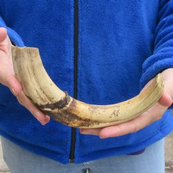12" Ivory Tusk from African Warthog 