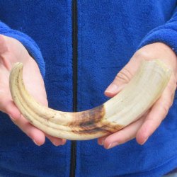 10" Ivory Tusk from African Warthog 