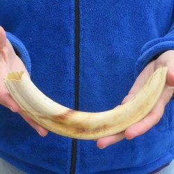 10" Ivory Tusk from African Warthog 