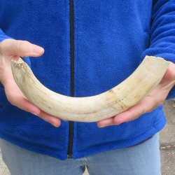 12" Ivory Tusk from African Warthog 