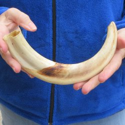 11" Ivory Tusk from African Warthog 