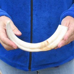11" Ivory Tusk from African Warthog 