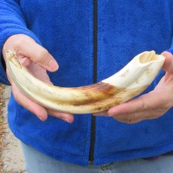 10" Ivory Tusk from African Warthog 