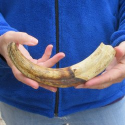 10" Ivory Tusk from African Warthog 