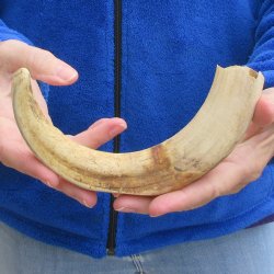 11" Ivory Tusk from African Warthog 