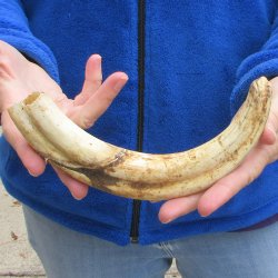 10" Ivory Tusk from African Warthog 