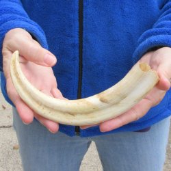 10" Ivory Tusk from African Warthog 