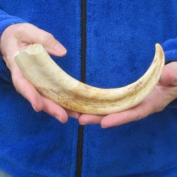 10" Ivory Tusk from African Warthog 