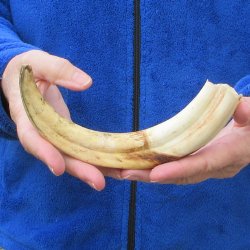 10" Ivory Tusk from African Warthog 