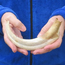 B-Grade 9" Ivory Tusk from African Warthog