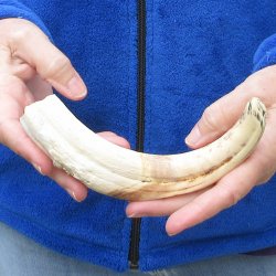 B-Grade 9" Ivory Tusk from African Warthog