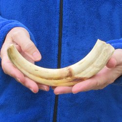 B-Grade 9" Ivory Tusk from African Warthog