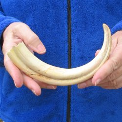 B-Grade 9" Ivory Tusk from African Warthog