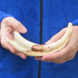 B-Grade 9" Ivory Tusk from African Warthog