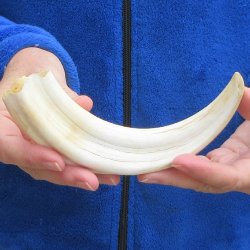 B-Grade 9" Ivory Tusk from African Warthog