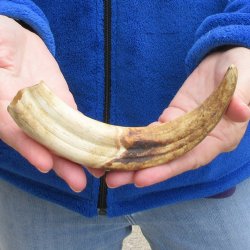 9" Ivory Tusk from African Warthog 