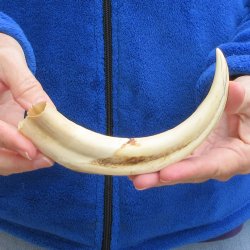 9" Ivory Tusk from African Warthog 