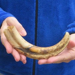 9" Ivory Tusk from African Warthog 