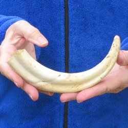 9" Ivory Tusk from African Warthog 