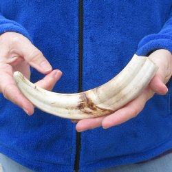 9" Ivory Tusk from African Warthog 