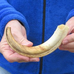 B-Grade 9" Ivory Tusk from African Warthog