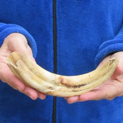 B-Grade 9" Ivory Tusk from African Warthog