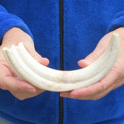 B-Grade 9" Ivory Tusk from African Warthog