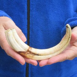 9-3/4" Ivory Tusk from African Warthog 