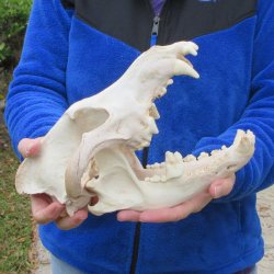 11 inch Gray Wolf Skull from Alaska  