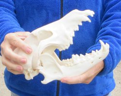 B-Grade 10 inch Gray Wolf Skull from Alaska 