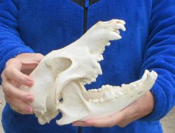 10 inch Gray Wolf Skull from Alaska 