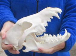 10-1/4 inch Gray Wolf Skull from Alaska (Signature Required)
