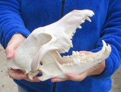 B-Grade 10-1/4 inch Gray Wolf Skull from Alaska 