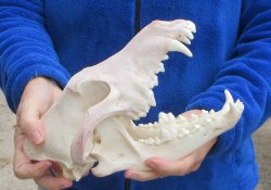 10-1/2 inch Gray Wolf Skull from Alaska (Signature Required) 