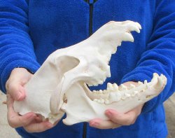 10-1/4 inch Gray Wolf Skull from Alaska 