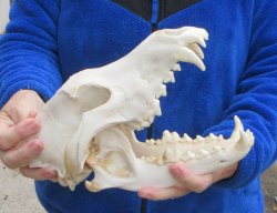 10-1/2 inch Gray Wolf Skull from Alaska (Signature Required)