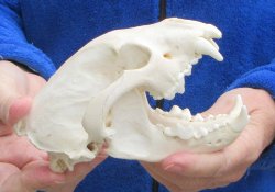 6 inch Alaskan Wolverine Skull