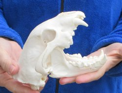 6-1/4 inch Alaskan Wolverine Skull