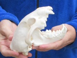 6 inch Alaskan Wolverine Skull