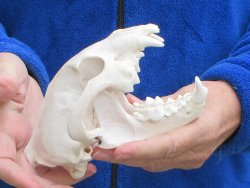 6-1/4 inch Alaskan Wolverine Skull
